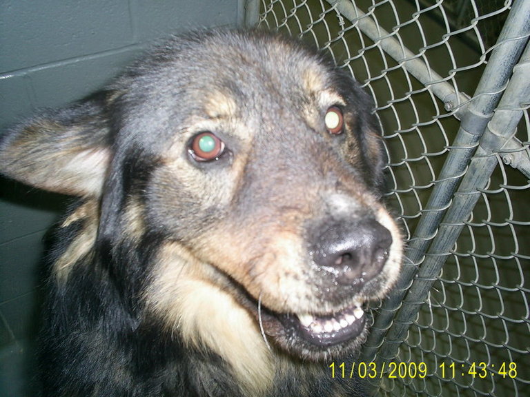 Other Photos of thie Dog