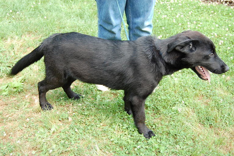 Other Photos of thie Dog