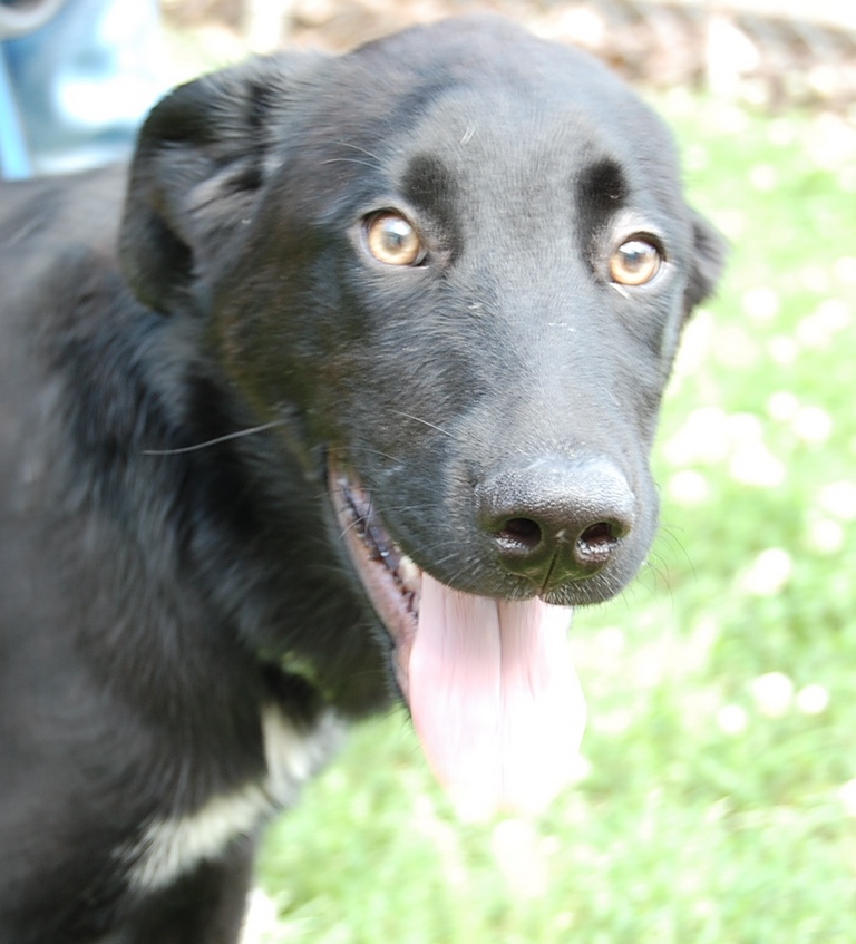 Other Photos of thie Dog