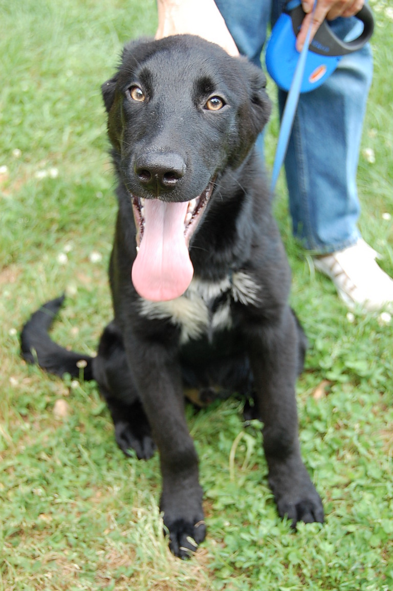 Other Photos of thie Dog