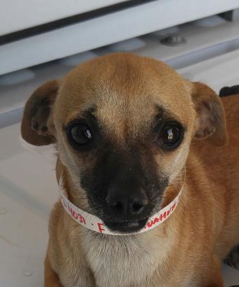 animal breeder elpaso il animal breeder elpaso il