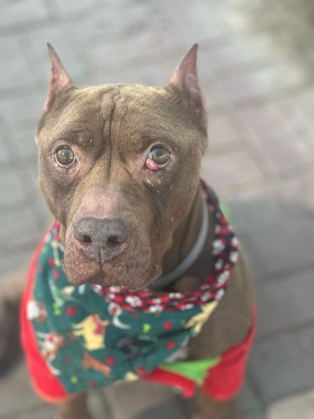 Main Photo of this Dog
