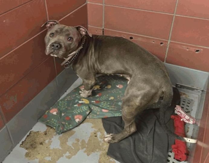 Main Photo of this Dog