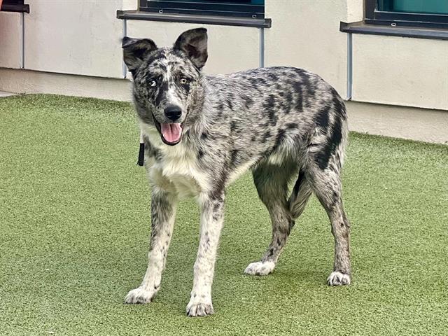 Main Photo of this Dog