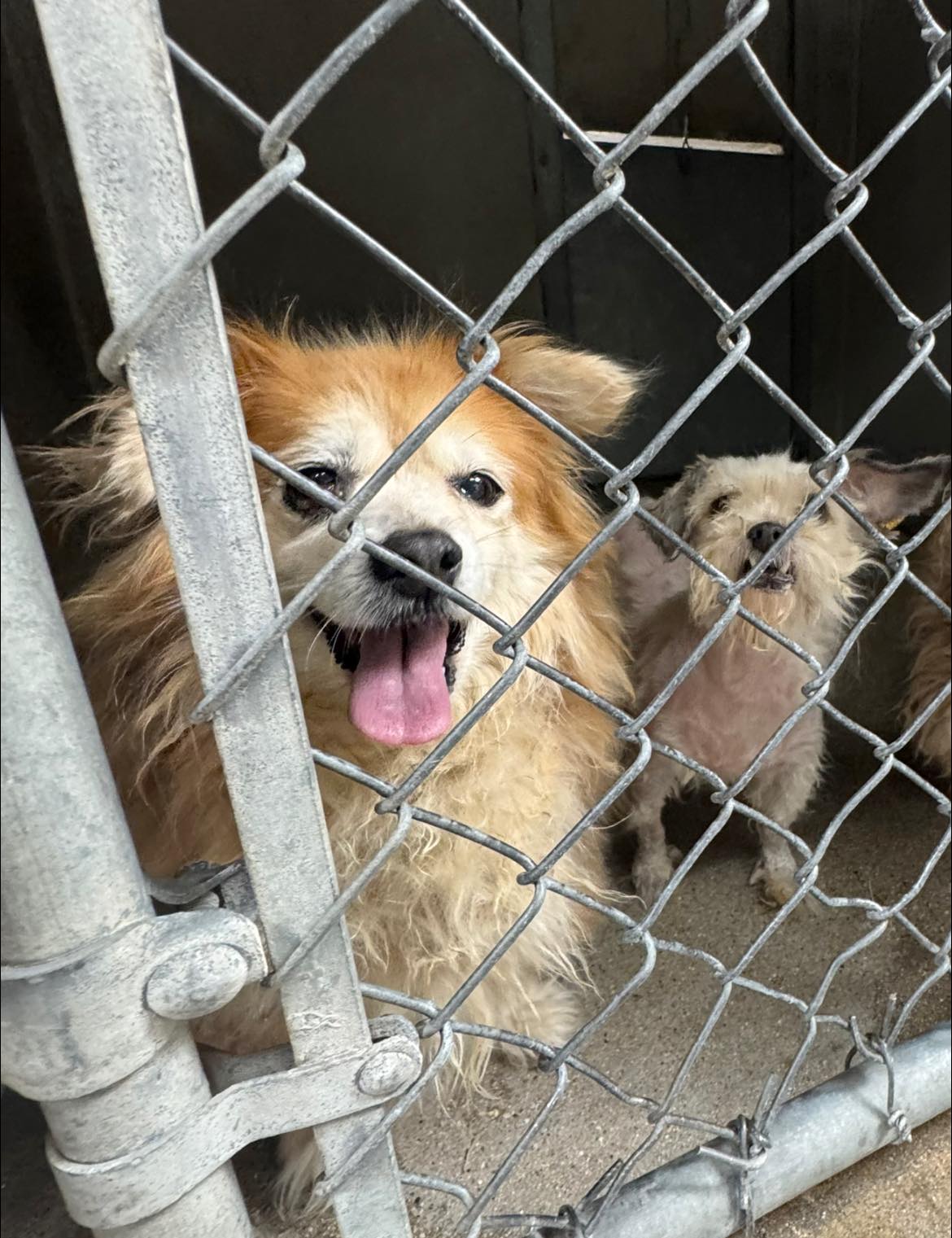 DogInDanger of Being Killed