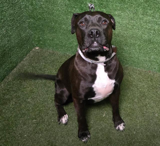 Main Photo of this Dog