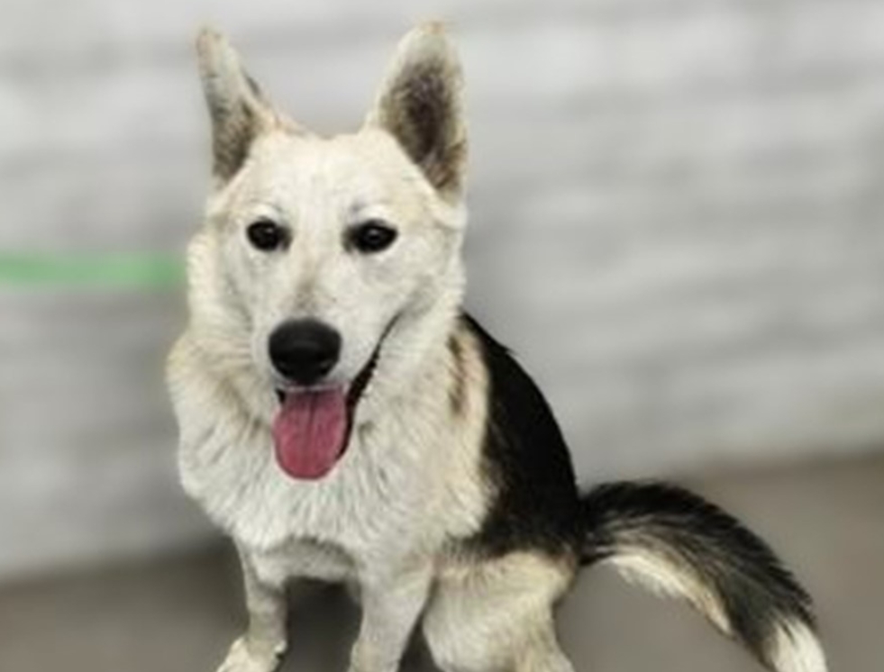 Main Photo of this Dog
