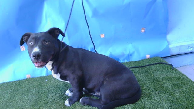 Wilder, a Pit Bull Terrier, available for adoption