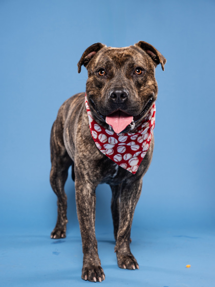 Plinko, a Pit Bull Terrier, available for adoption