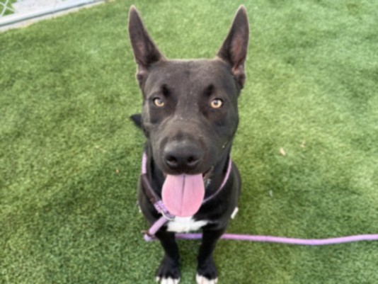 Ratatouille, a Pit Bull Terrier, available for adoption