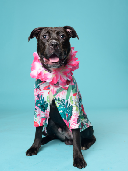 Bobbie, a Terrier, available for adoption