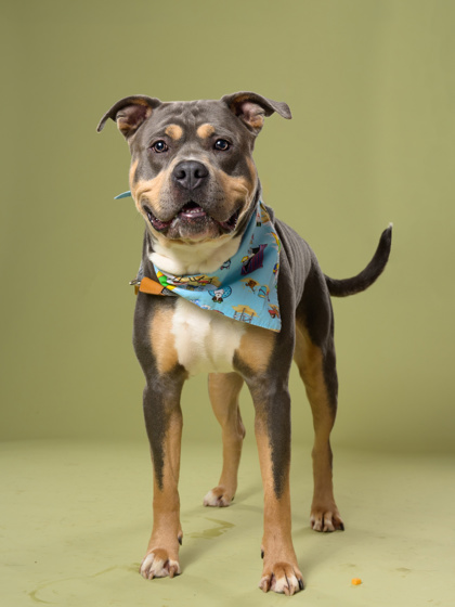 Hulk4, a American Bulldog, available for adoption