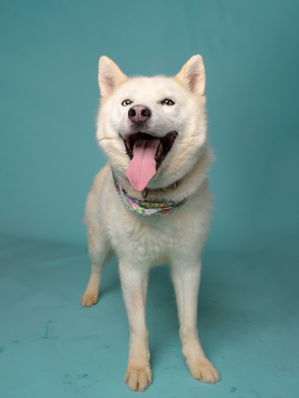 Wesbow6, a Terrier, available for adoption