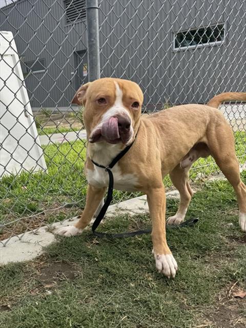 Tommy, a Pit Bull Terrier, available for adoption