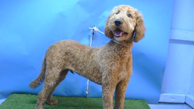 Ginger, a Labrador Retriever, available for adoption