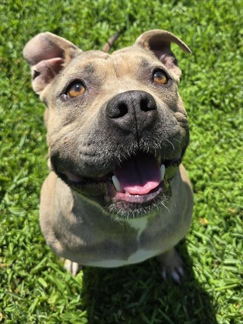 Millie, a Pit Bull Terrier (mix breed), available for adoption