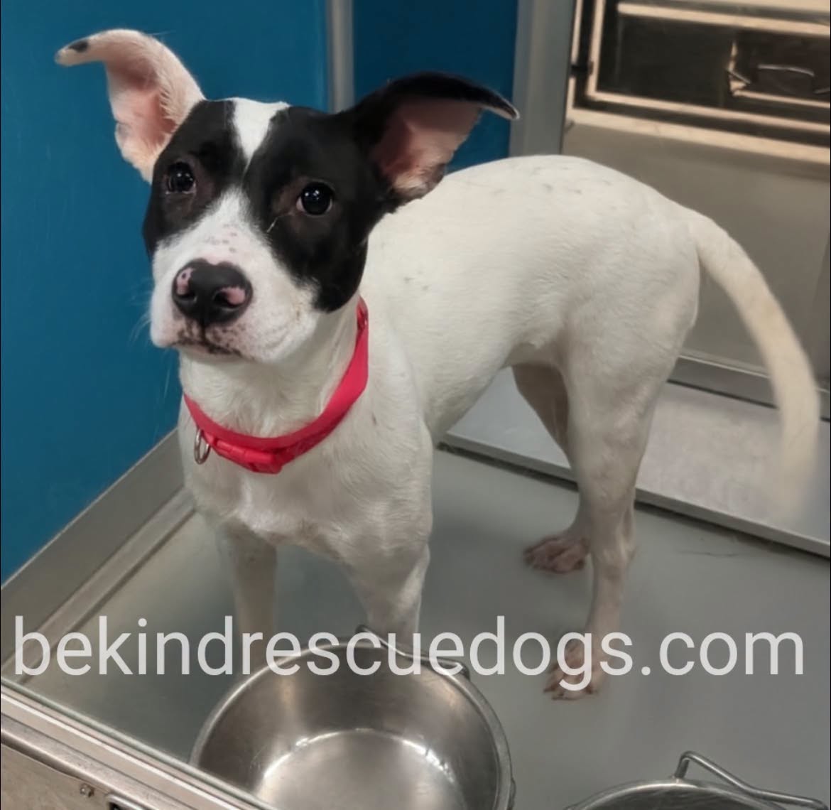 A478210, a American Staffordshire Terrier, available for adoption