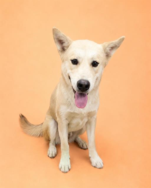 Max, a Husky, available for adoption