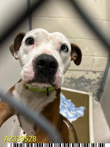 Jensen, a American Staffordshire Terrier (mix breed), available for adoption