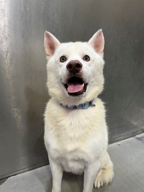 Phillip, a Siberian Husky, available for adoption