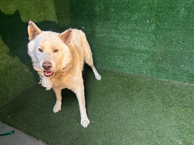 A5792248, a Siberian Husky, available for adoption