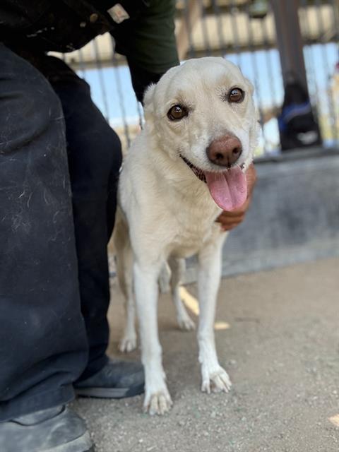 Mouse, a Shepherd (mix breed), available for adoption