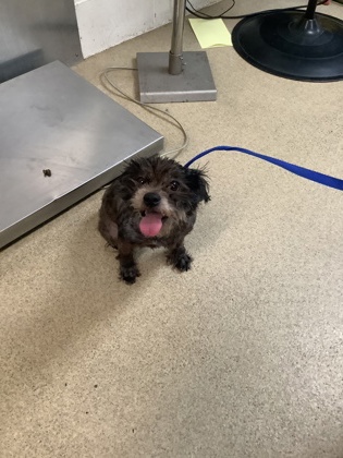Frostine, a Terrier (mix breed), available for adoption