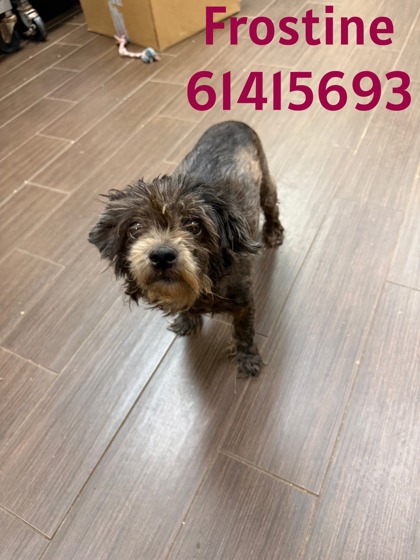Frostine, a Terrier (mix breed), available for adoption