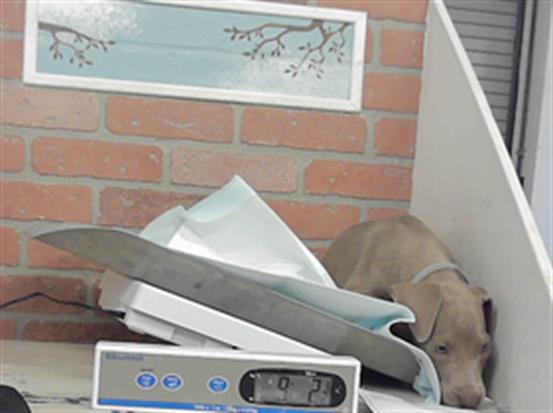Pickle, a Staffordshire Bull Terrier (mix breed), available for adoption