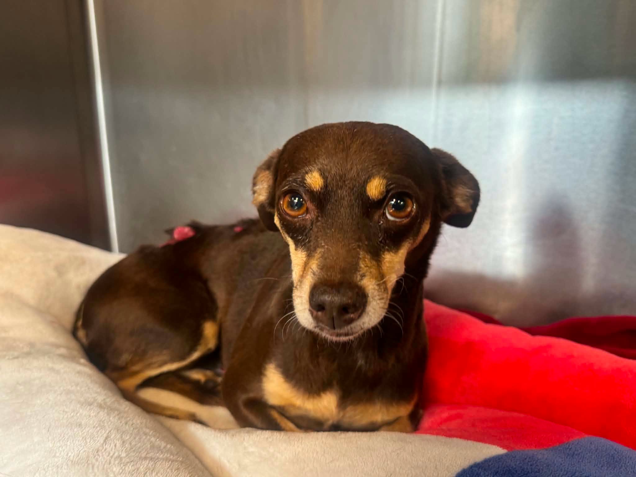 Dolores, a Chihuahua, available for adoption