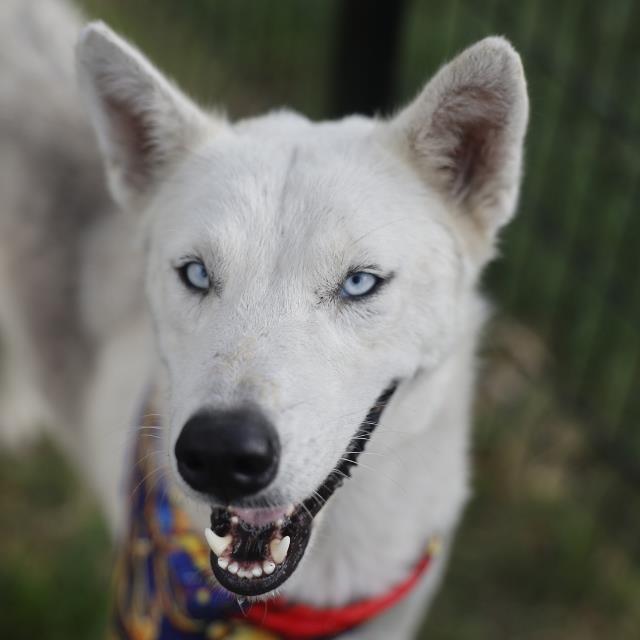 Blacna, a Siberian Husky (mix breed), available for adoption