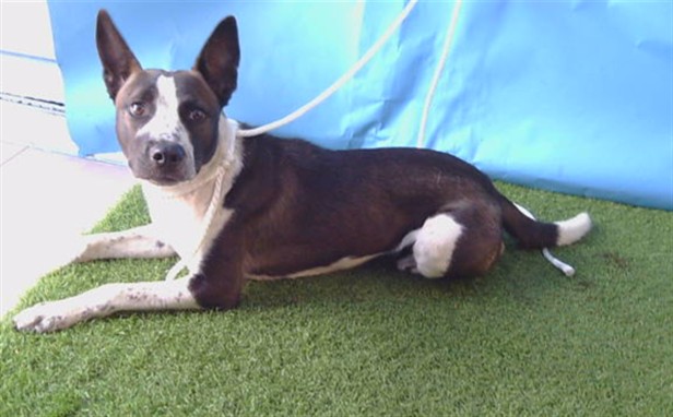 A5793449, a Cattle Dog, available for adoption