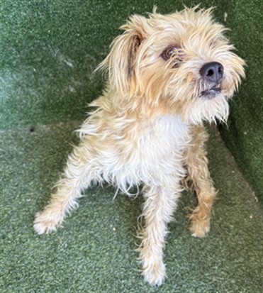 Brownie, a Jack Russell Terrier (Parson Russell Ter, available for adoption