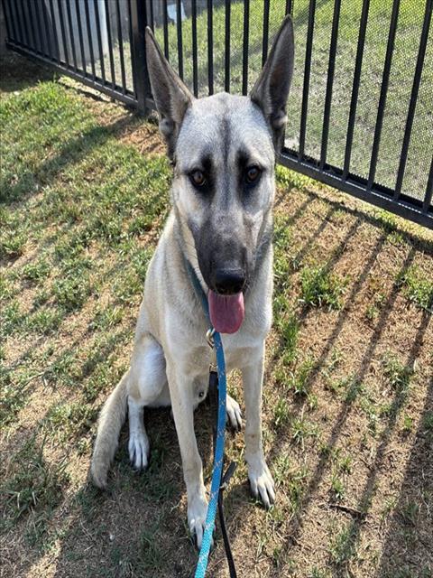 Bastian, a German Shepherd, available for adoption
