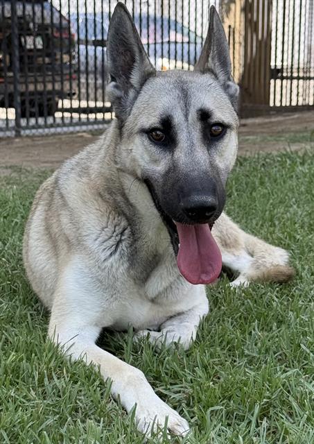 Adoptable pet photo