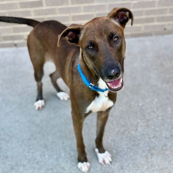 Ella, a Mountain Cur, available for adoption