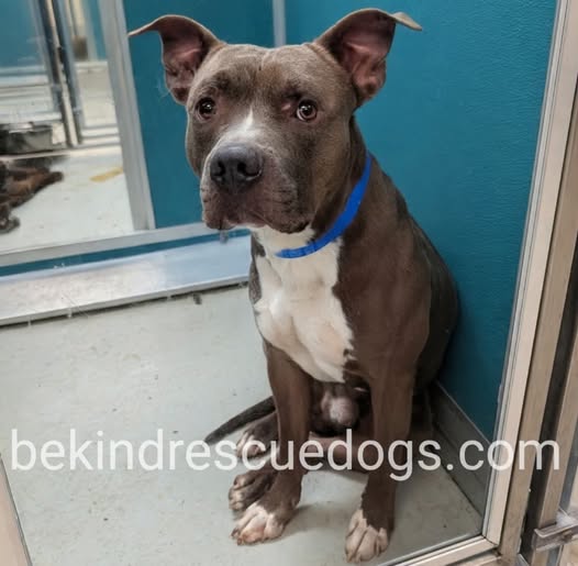 Adoptable pet photo