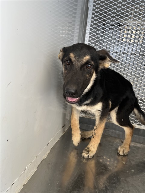 Adoptable pet photo