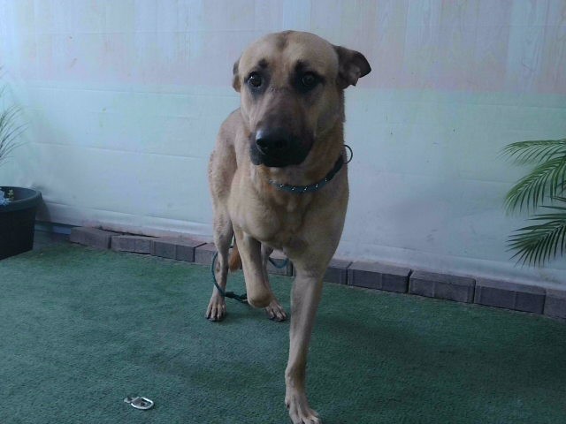 Adoptable pet photo