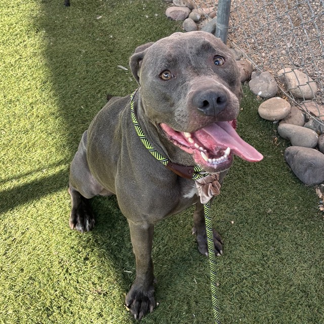 Adoptable pet photo