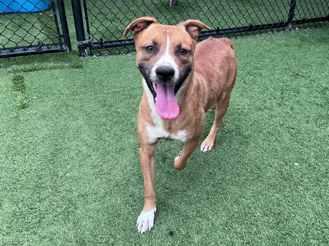Jake, a American Staffordshire Terrier (mix breed), available for adoption