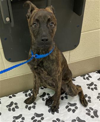 Gus, a Mountain Cur (mix breed), available for adoption