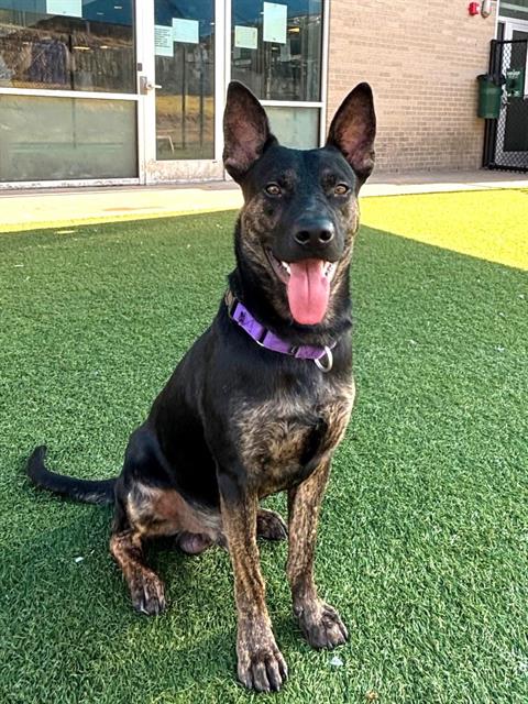 Dasher, a American Staffordshire Terrier (mix breed), available for adoption