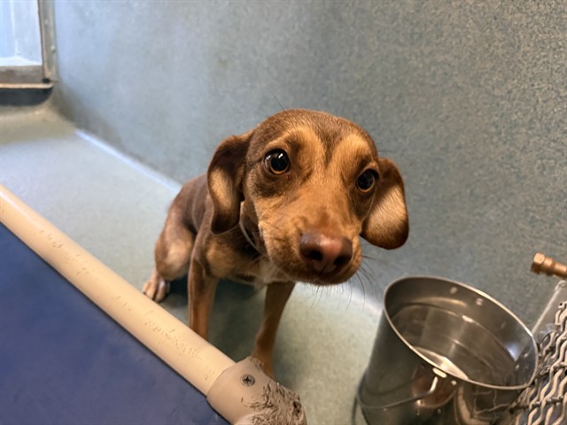 A5796991, a Chihuahua, available for adoption