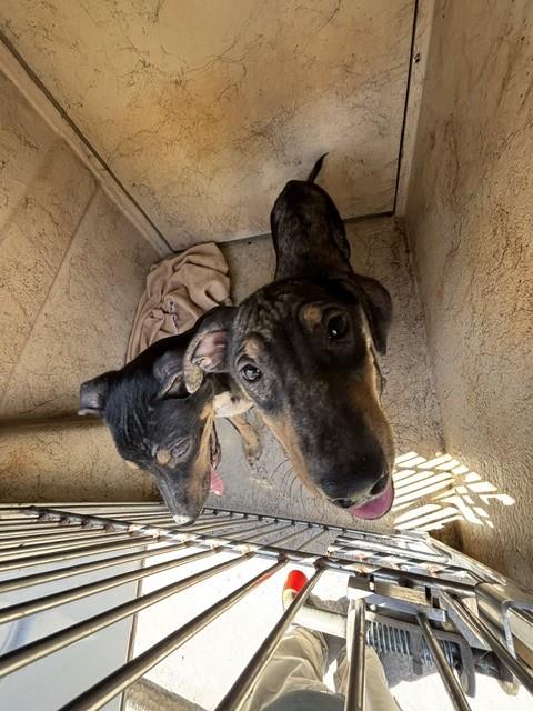 A479944, a Black Labrador Retriever (mix breed), available for adoption