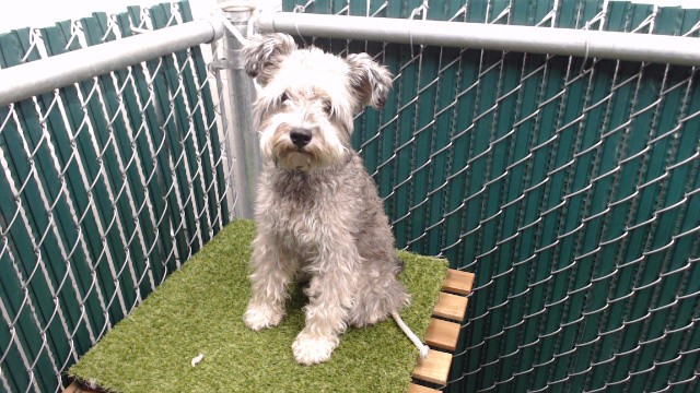 Gretel, a Schnauzer, available for adoption