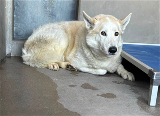 Dusty, a Siberian Husky, available for adoption