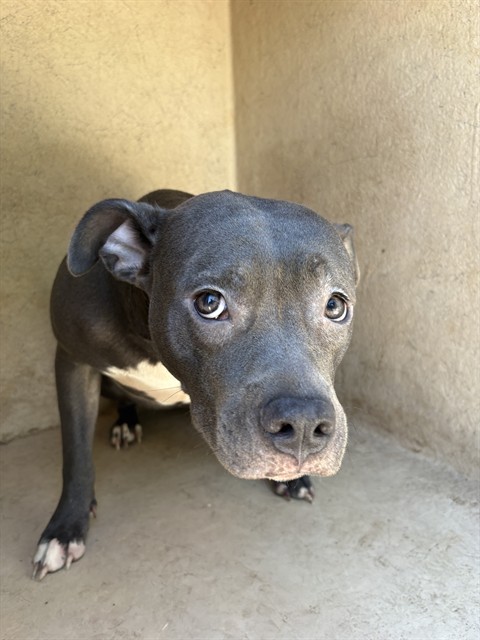 A479764, a Pit Bull Terrier (mix breed), available for adoption