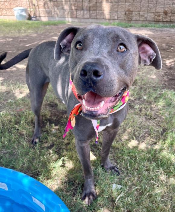 Tito, a Pit Bull Terrier, available for adoption