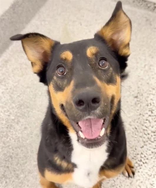 Danny, a Entlebucher, available for adoption
